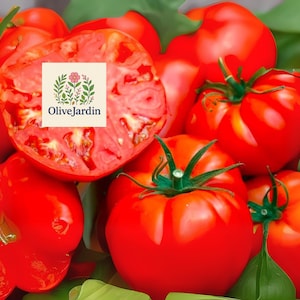 100 Beefsteak Tomato Seeds | Heirloom Non-GMO | Large Juicy Red Tomatoes | Summer Garden Favorite | USA Grown Vegetable Seeds
