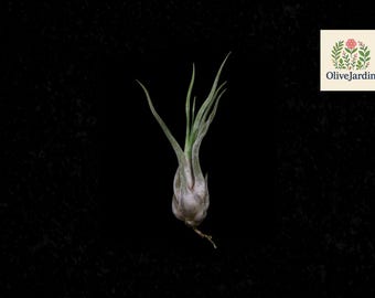 5 Caput Medusae Air Starter Plants – Tillandsia Variety – Easy Care Houseplants – Exotic Form