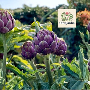 May include: Close-up of artichokes in a garden setting. The artichokes are a deep purple color, with green leaves surrounding them. The image includes the OliveJardin logo in the top right corner.