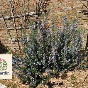 May include: A vibrant image of a rosemary bush with small, light purple flowers. The bush is in front of a brick wall with a wooden trellis. The OliveJardin logo is in the lower left corner, featuring a floral design.