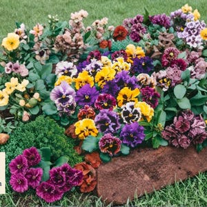 May include: A vibrant flower bed featuring a variety of colorful blooms. The arrangement includes yellow, purple, and burgundy flowers, with green foliage. The flowers are planted in a circular bed with a brown border, set against a backdrop of green grass.