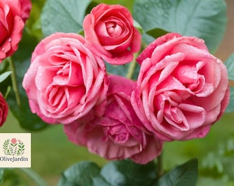 May include: Close-up of several vibrant pink roses with water droplets on the petals. The roses are in various stages of bloom, surrounded by green leaves. The OliveJardin logo is in the lower left corner.