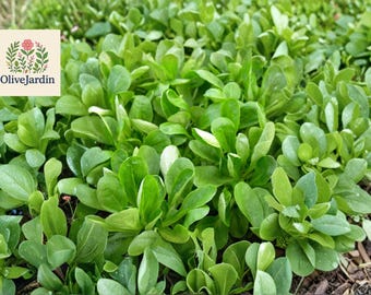 Mache Seeds – 600 Corn Salad Valerianella Locusta Seeds for Planting – Heirloom Non-GMO