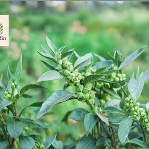 May include: Close-up of a green plant with oval leaves and small, round, green buds. The plant has a lush appearance, with a soft-focus background of green foliage. The OliveJardin logo is in the upper left corner.