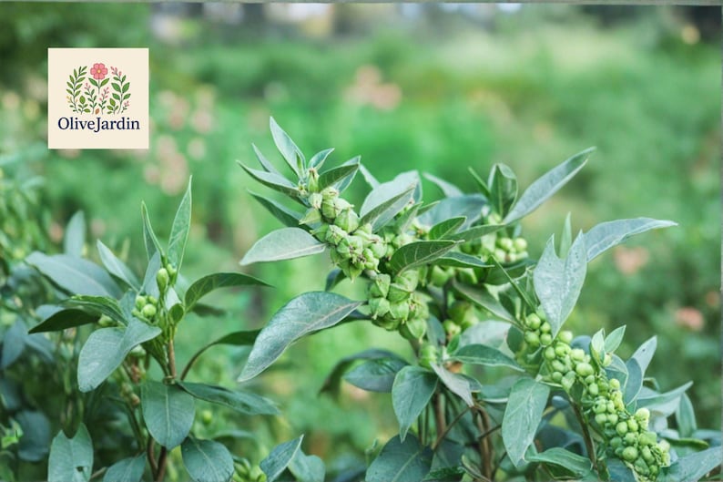 May include: Close-up of a green plant with oval leaves and small, round, green buds. The plant has a lush appearance, with a soft-focus background of green foliage. The OliveJardin logo is in the upper left corner.
