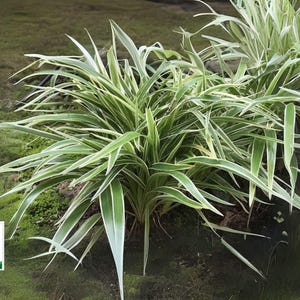May include: A cluster of green and white variegated spider plants with long, slender leaves. The plants are set against a backdrop of green grass. The image includes a logo in the lower left corner.
