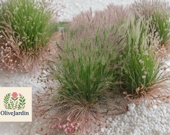 160000 Creeping Bentgrass Seeds - Agrostis stolonifera - Fine Turf Lawn - Non-GMO
