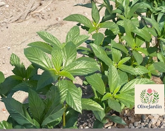200 Egyptian Spinach Seeds - Corchorus olitorius - Molokhia Saluyot Jute Leafy Green - Non-GMO Garden Planting