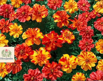 100 French Marigold Bolero Mix Seeds - Fiery Colors - Dwarf Garden Flower - Non-GMO