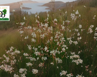 White Gaura Whirling Butterflies – 100 Gaura Lindheimeri Flower Seeds for Planting