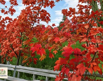 25+ Red Maple Tree Seeds - Acer rubrum - Fast Growing Shade Tree