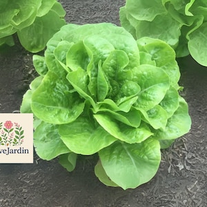 Buttercrunch Lettuce Seeds: 10000 Heirloom Non-GMO Butterhead Seeds