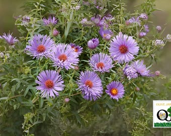 500 New England Aster Seeds – Aster novae-angliae Perennial Wildflower for Planting