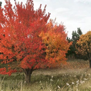 25 Siberian Maple Seeds - Acer ginnala - Red Fall Foliage Tree Seeds