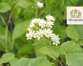 250 Stevia Seeds - Sweetleaf Herb - Stevia Rebaudiana