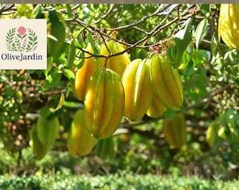 5 Star Fruit Seeds – Averrhoa Carambola – Rare Tropical Variety – Organic Exotic Seeds for Planting