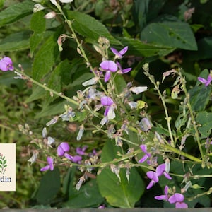 May include: Close-up of a plant with small, vibrant purple flowers and green leaves. The image features a natural, outdoor setting with a logo in the bottom left corner.