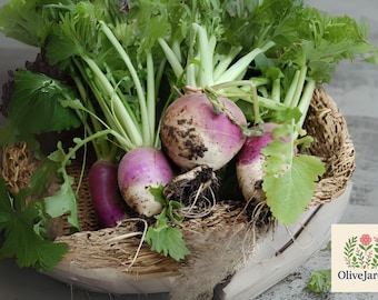 50 Purple Top White Globe Turnip Seeds: Heirloom, Non-GMO