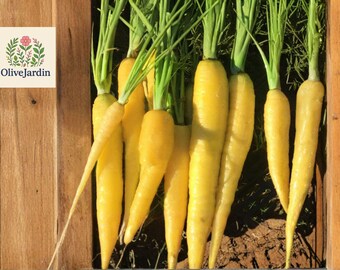 1000 Long Yellow Carrot Seeds – Heirloom Daucus Carota – Organic Non-GMO Vegetable