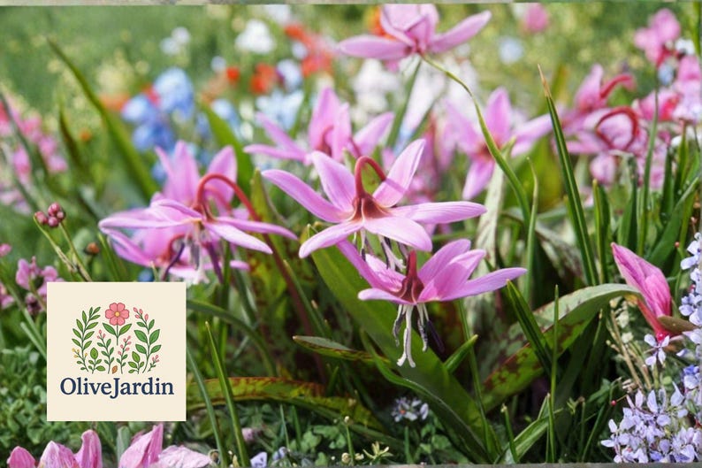 OliveJardin Erythronium dens-canis Seeds - Thumbnail 3