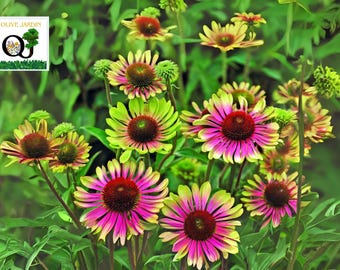 Green Twister Purple Coneflower Seeds – 20 Garden Flower Seeds for Planting