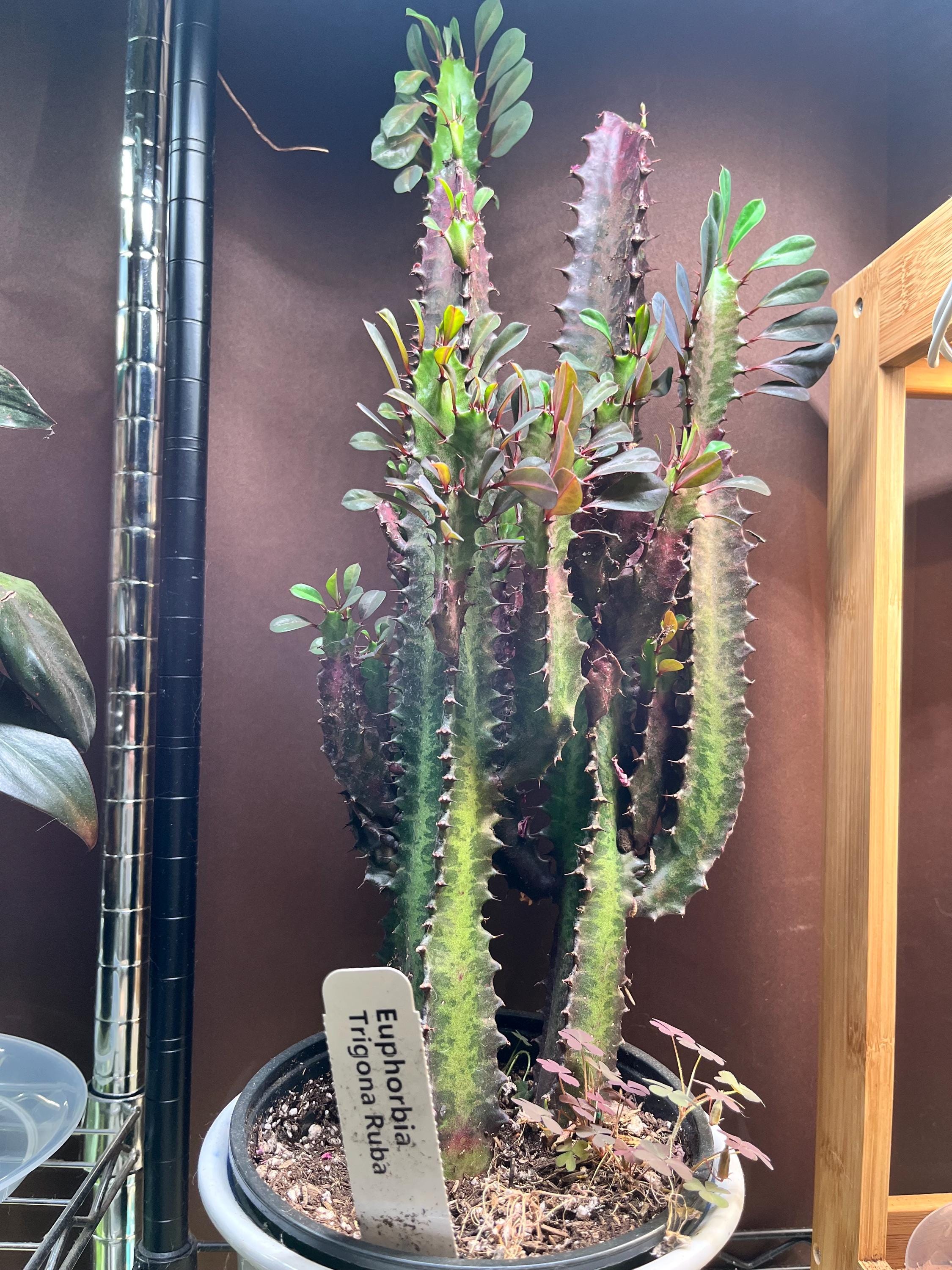 Large African Milk Tree - Etsy