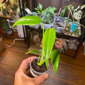 Monstera Burle Marx Flame