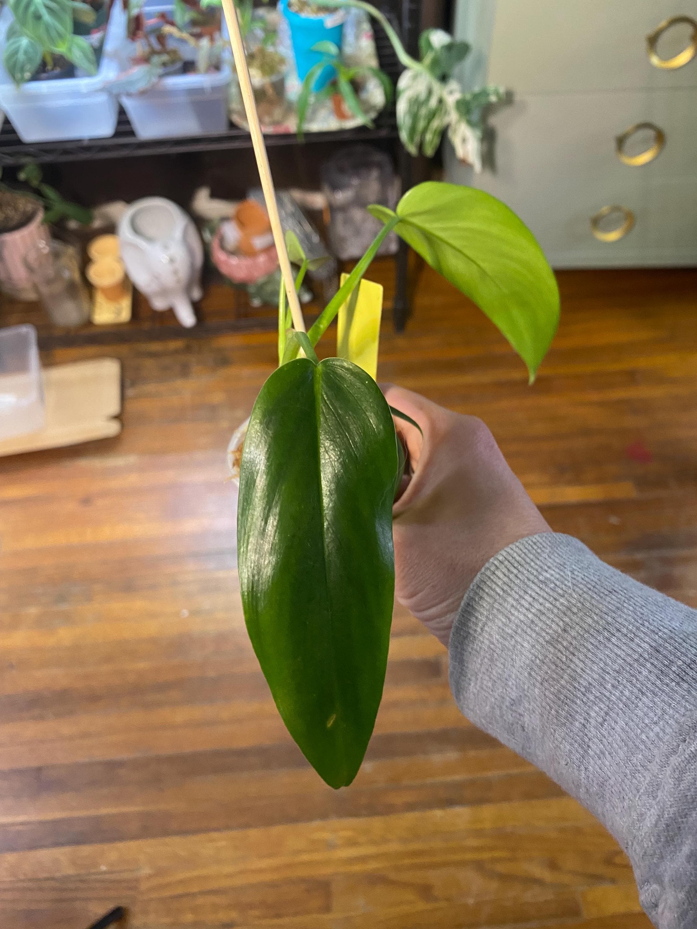 のんページ Philodendron 69686 - Etsy 日本