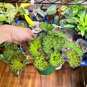 Rex Begonia Lime Love