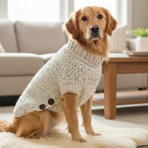 May include: A golden retriever wearing a cream-colored, chunky knit dog sweater with a turtleneck collar and two brown buttons. The dog is sitting on a cream-colored rug in a living room setting.