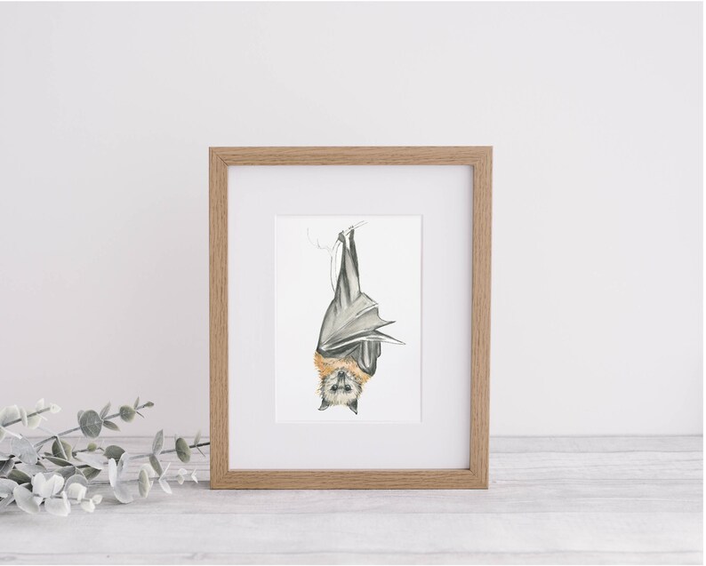 Flying Fox Art Print Watercolour Art Australian Animal | Etsy
