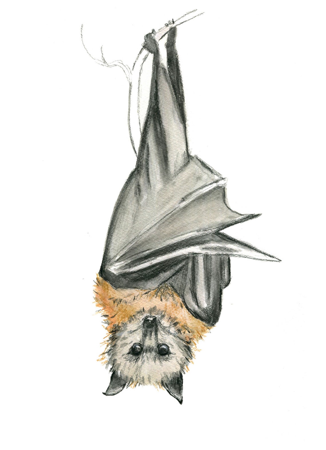 Flying Fox Art Print Watercolour Art Australian Animal - Etsy