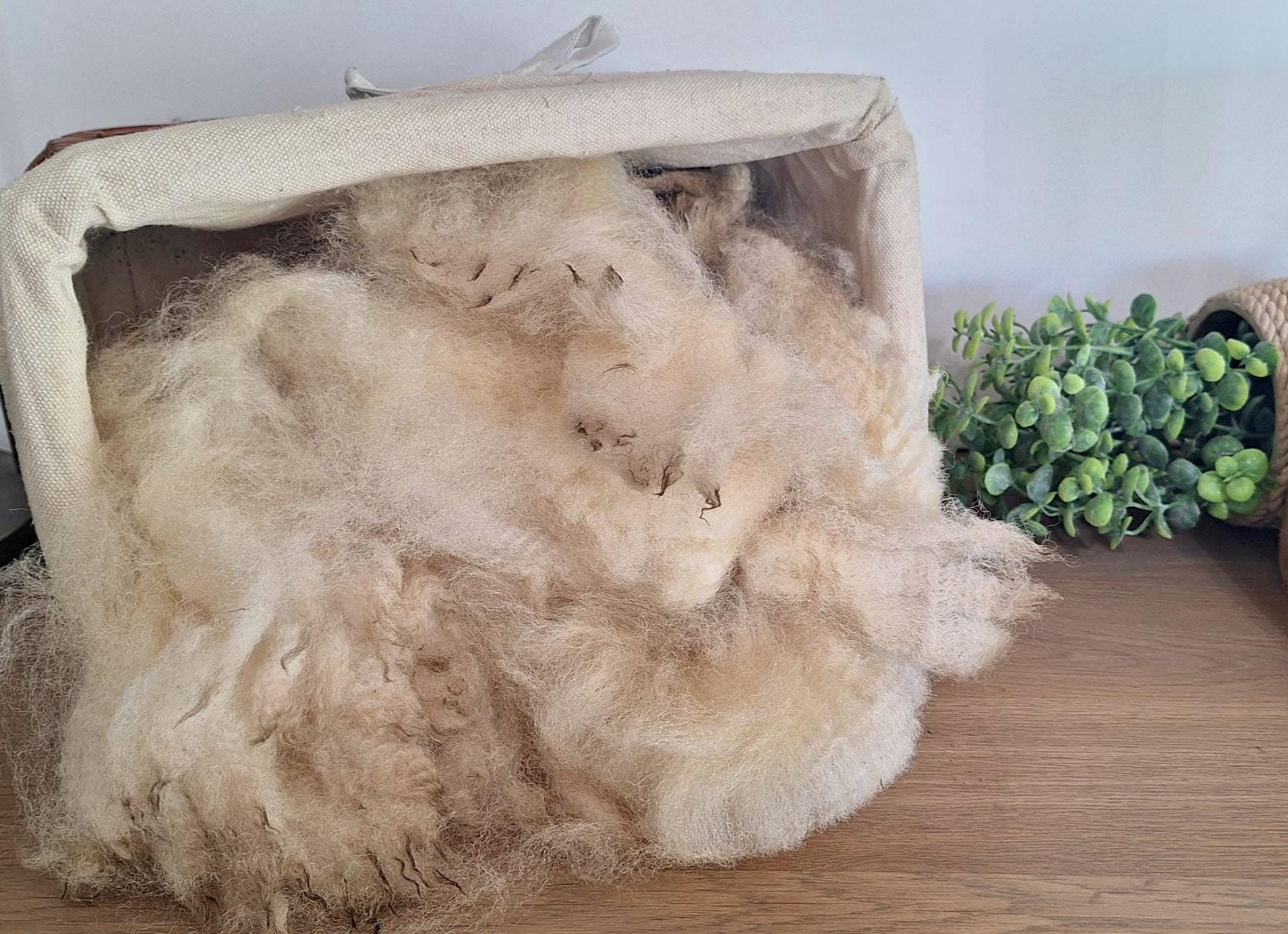 Raw fleece, Bleu du Maine, 100% biological wool, no chemicals or toxines, wool for felting, spinning, sustainable wool, animal friendly wool
