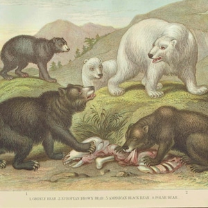 c.1880 Four Bear Species Print – Grisly, Brown, Black & Polar Bear – Natural History Illustration – 6.5 x 9.5 in