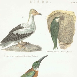 1896 Birds Original Print - Bird Wall Art - Bird Wood Engraving - Antique Animal Print - Ornithology Print - 6.25 x 9.5 Inches