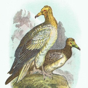 c.1896 Egyptian Vulture Print - Hand-Coloured Engraving - Ornithology Natural History Wildlife Art - 7 x 4.75 in