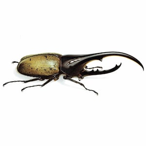 1986 Dynastes Hercules Beetle Print - Durin Bernard Les Insectes Scientific Illustration - Linnaeus Entomology - 11 x 13 in