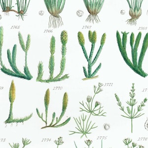 May include: A botanical illustration featuring various plant species, each labeled with a number. The plants are depicted in shades of green and yellow, with detailed drawings of their stems, leaves, and roots. The background is white.