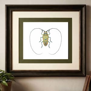 Sternotomis - Etsy