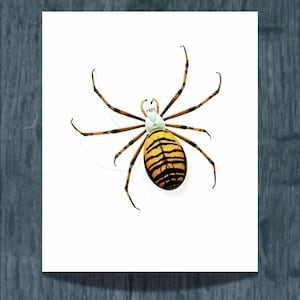 1986 Wasp Orb-Weaver Spider Argiope Bruennichii Print - Durin Bernard Les Insectes Scientific Illustration - Scopoli Entomology - 11 x 13 in