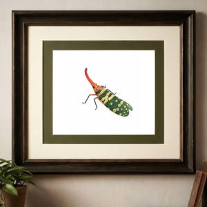 1986 Litchi Lantern Bug Fulgora Laternaria Candelaria Print - Durin Bernard Science illustration - Linnaeus Entomology - 11 x 13 in