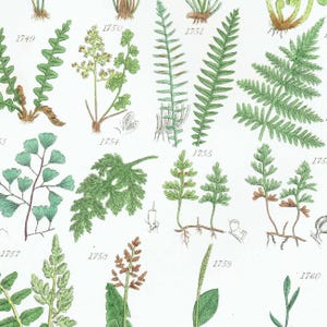 May include: A botanical illustration featuring various types of ferns and plants, each labeled with a number. The artwork showcases detailed drawings of green leaves and stems, with some plants displaying brown roots. The background is white.