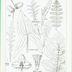 May include: Monochrome botanical illustration featuring diverse leaf shapes, such as oak, arrow-head, and potato. The title reads "Architectural Examples - Various Forms of Leaves &c".