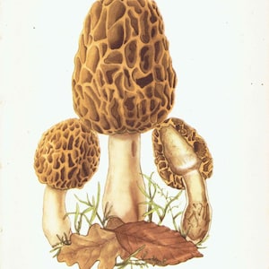 May include: Illustration of three morel mushrooms with textured, sponge-like caps in shades of brown. The stems are white, and the mushrooms are surrounded by green grass and a brown leaf against a white background.