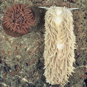 Puede incluir: Imagen submarina con dos organismos marinos. Uno es una anémona de mar circular marrón. El otro es una babosa de mar beige y alargada con apéndices plumosos y dos protuberancias en forma de cuerno, sobre una superficie rocosa texturizada.