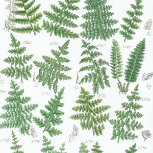 May include: Botanical illustration of various fern species. The image features detailed drawings of different fern fronds in shades of green, with accompanying numbers. The artwork is set against a white background, showcasing the intricate details of each plant.