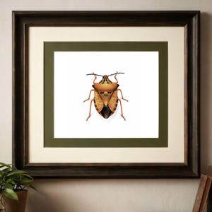 1986 Northern Fruit Bug Carpocoris Fuscispinus Print - Insectos Durin Bernard - Ilustración científica Boheman Carl Entomología - 11 x 13 in