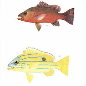 Peut inclure: Une illustration scientifique de deux poissons. Le poisson du haut est brun rougeâtre avec des nageoires sombres et le numéro 196. Le poisson du bas est jaune avec des rayures bleues horizontales, une tache circulaire sombre et le numéro 197.