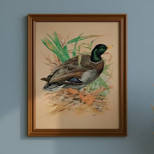 May include: Framed print of a mallard duck. The artwork features a detailed illustration of the duck with green head, brown body, and orange feet, set against a backdrop of reeds and foliage. The print is encased in a brown wooden frame.
