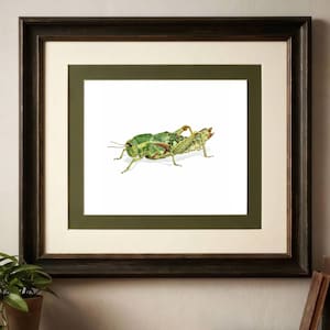 1986 Elephant Grasshopper Pamphagus Elephas Print - Durin Bernard Les Insectes Scientific Illustration - Linnaeus Entomology - 11 x 13 in